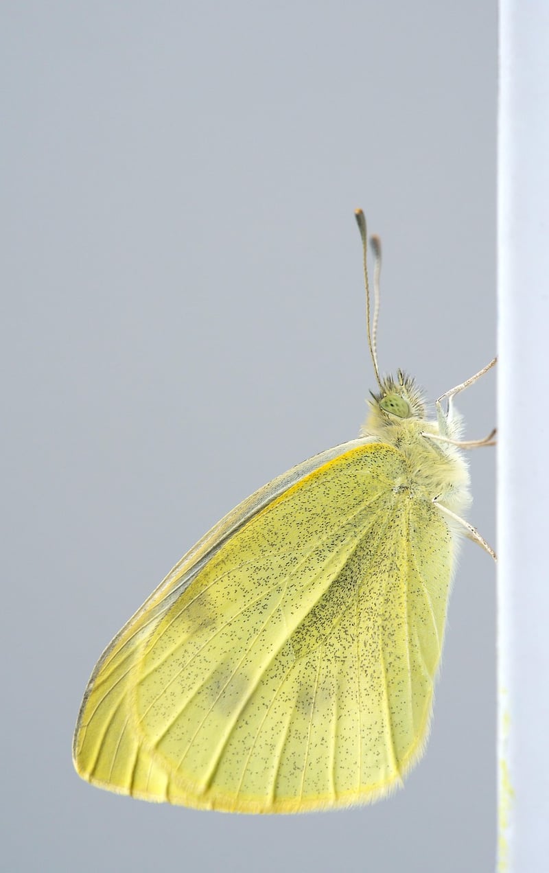 Butterfly Image